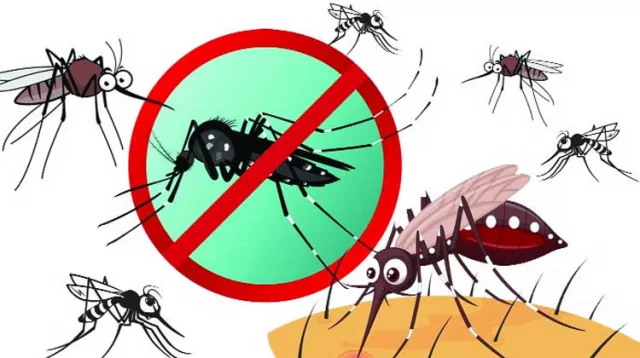 মশা: ডেঙ্গু, চিকুনগুনিয়াসহ যে ৫ টি মশাবাহিত রোগ বাংলাদেশে ছড়ায়